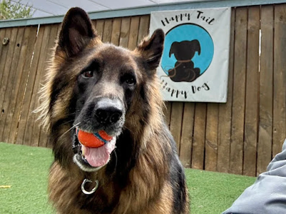 Happy Tail Happy Dog | Dog Daycare, Boarding & Grooming, Denver