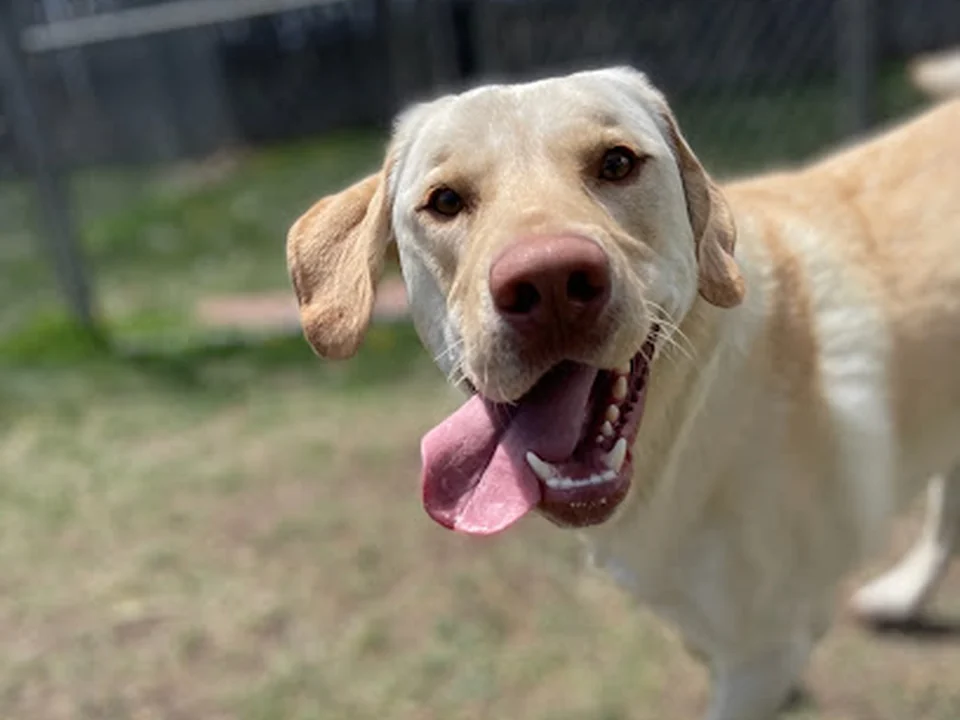 Ralston Valley Canine, Denver