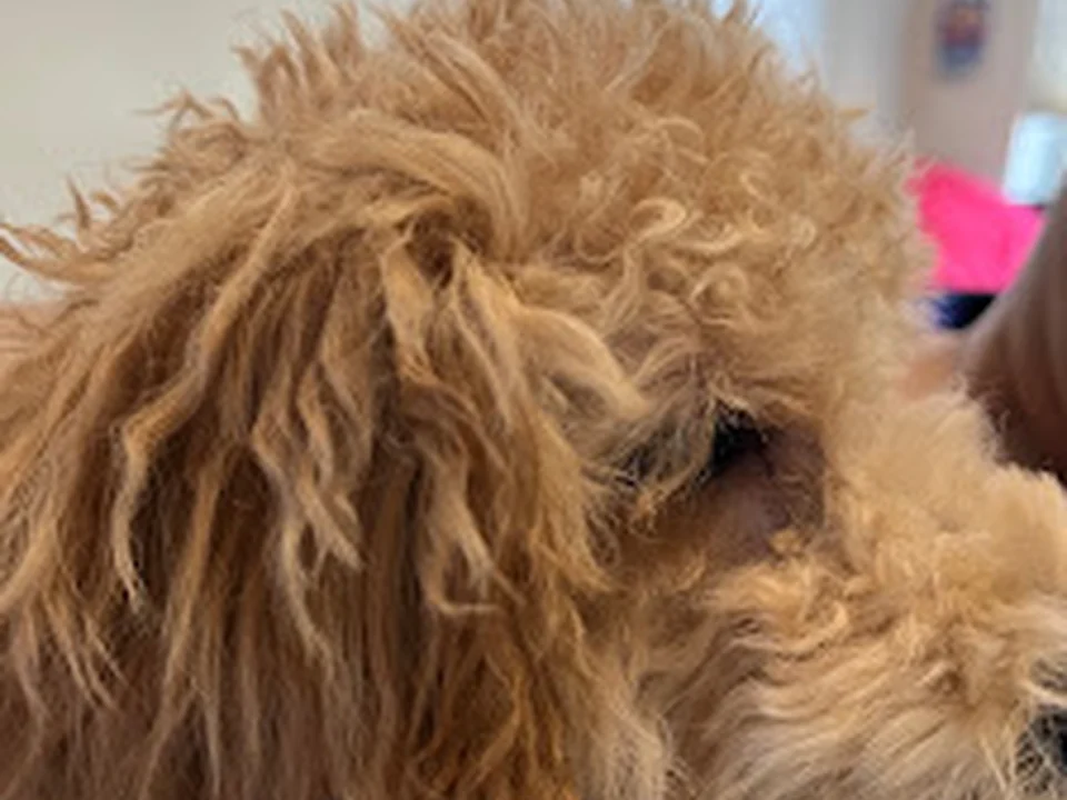 PetSmart Grooming, Denver