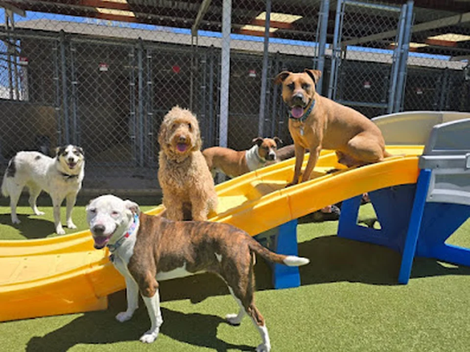 My Pet's Place, Denver