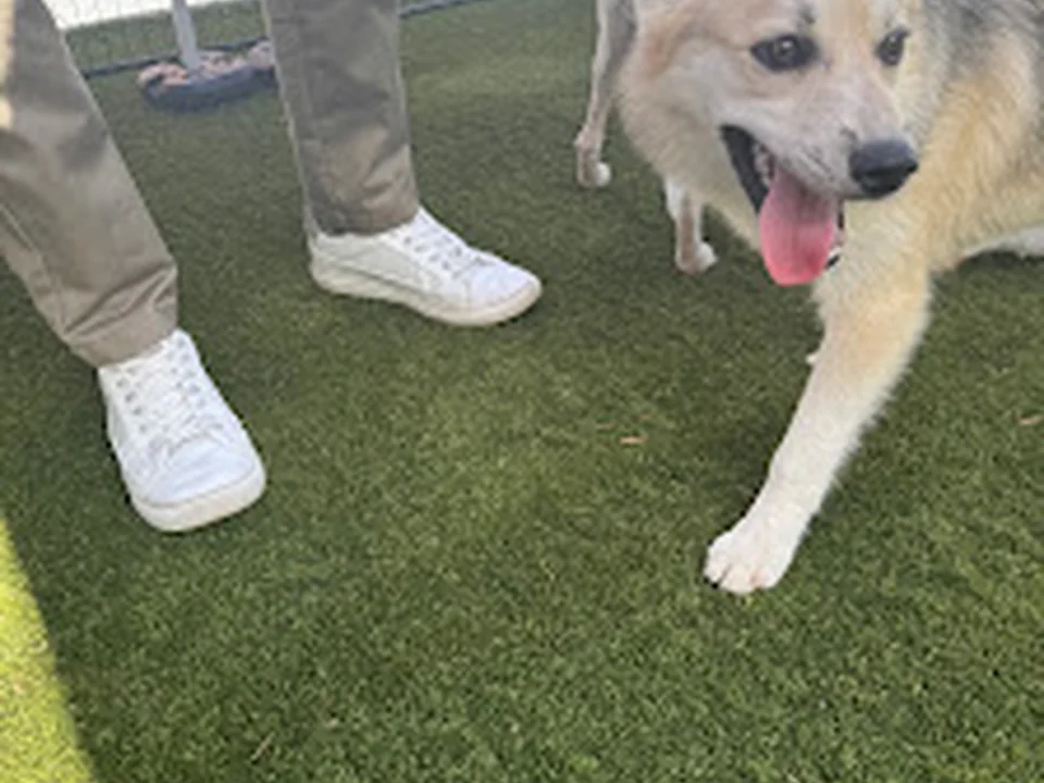 Lola's Rescue, Denver