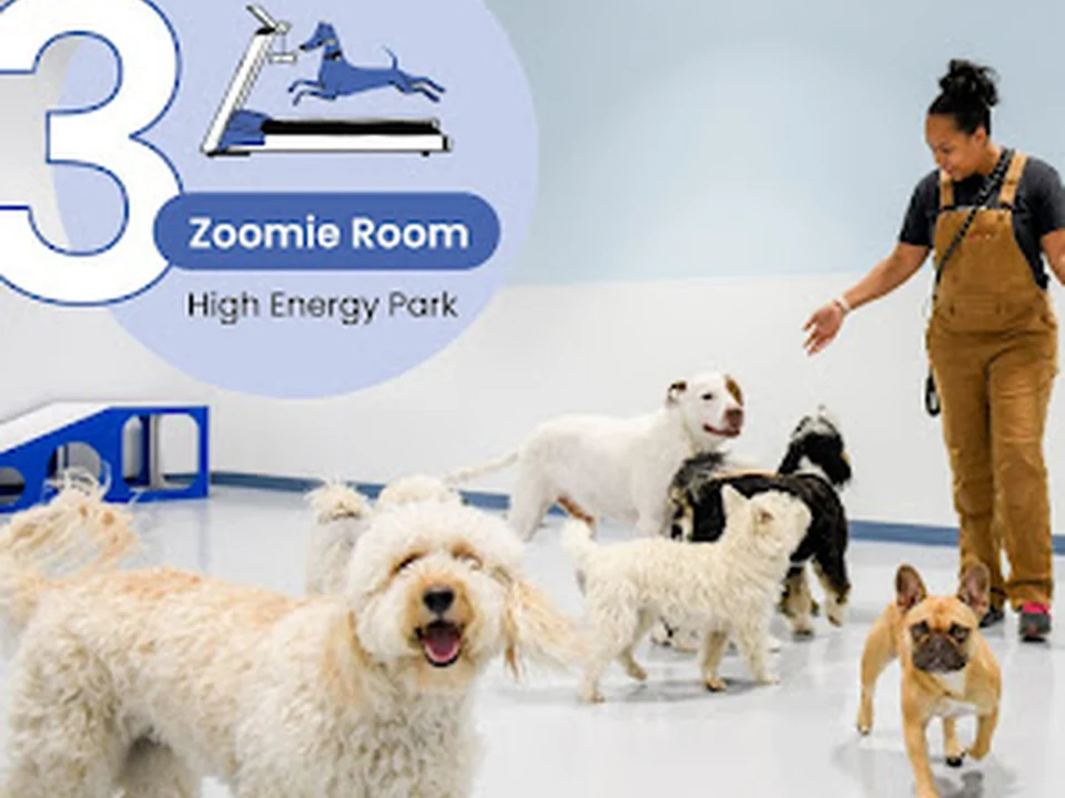 Dogdrop Dog Daycare Denver