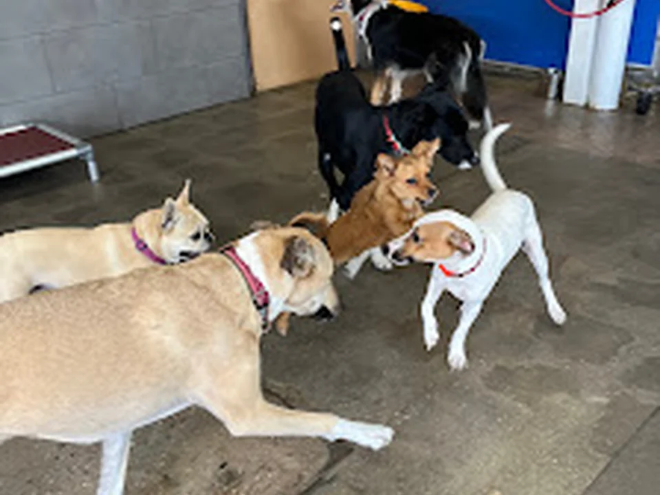The Sniff Shack, Denver