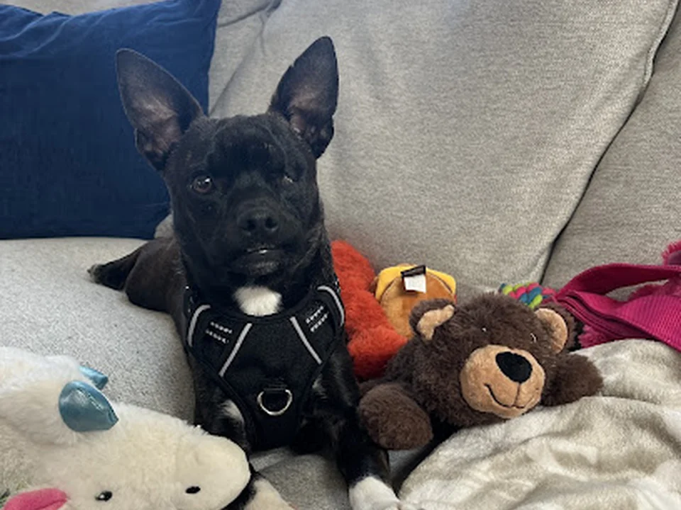 Humane Society Of The South Platte Valley, Denver