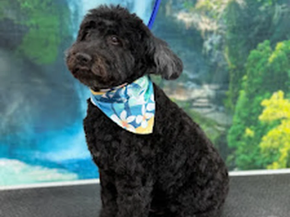 Pampered Paws, Denver