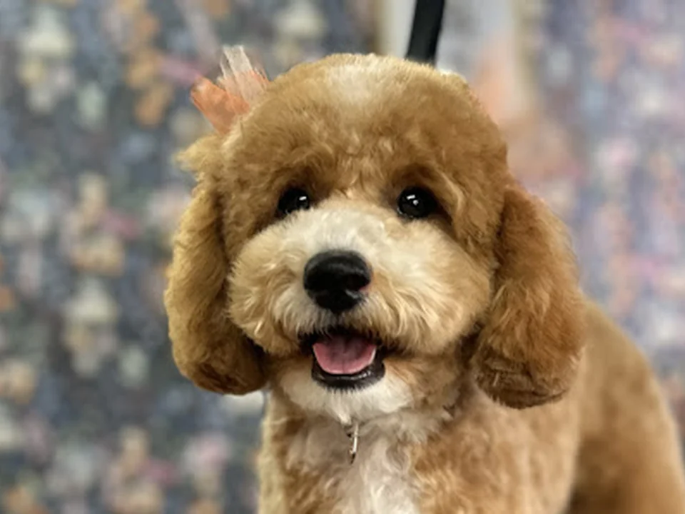 Quinny's Pet Grooming, Denver
