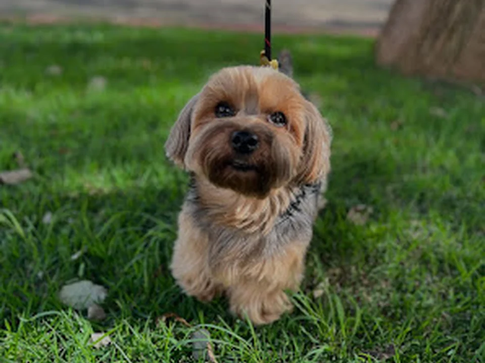 Little Brown Dog, Denver