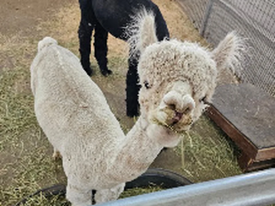 Lil' Buckaroo's Petting Zoo, Denver