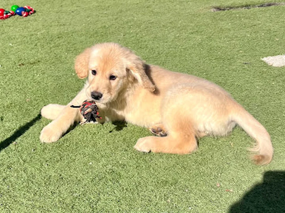 Murphy Creek Ranch & Pet Resort, Denver
