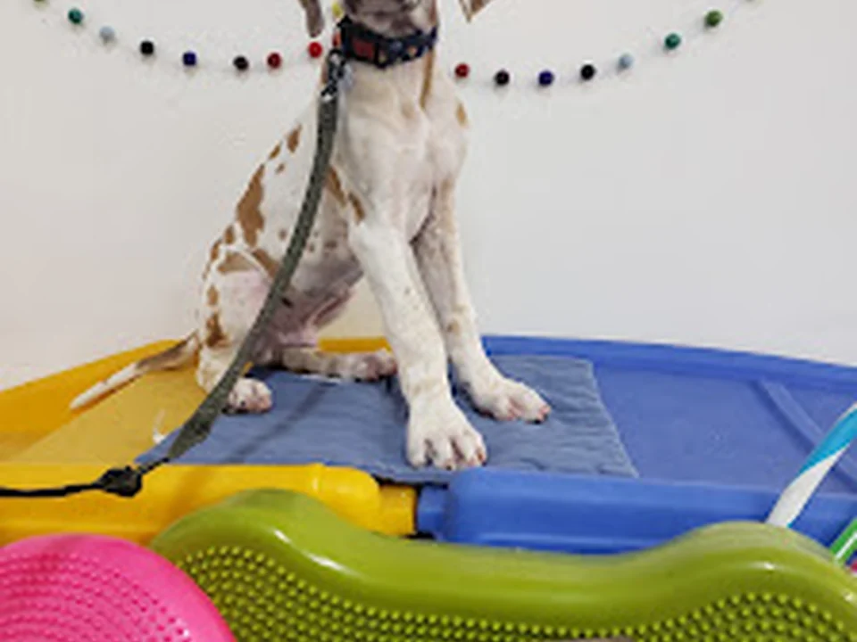 Rocky Mountain Dog Training, Denver