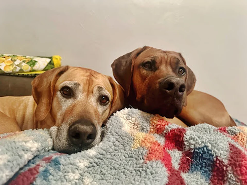 Mile High Pet Sitters LLC, Denver