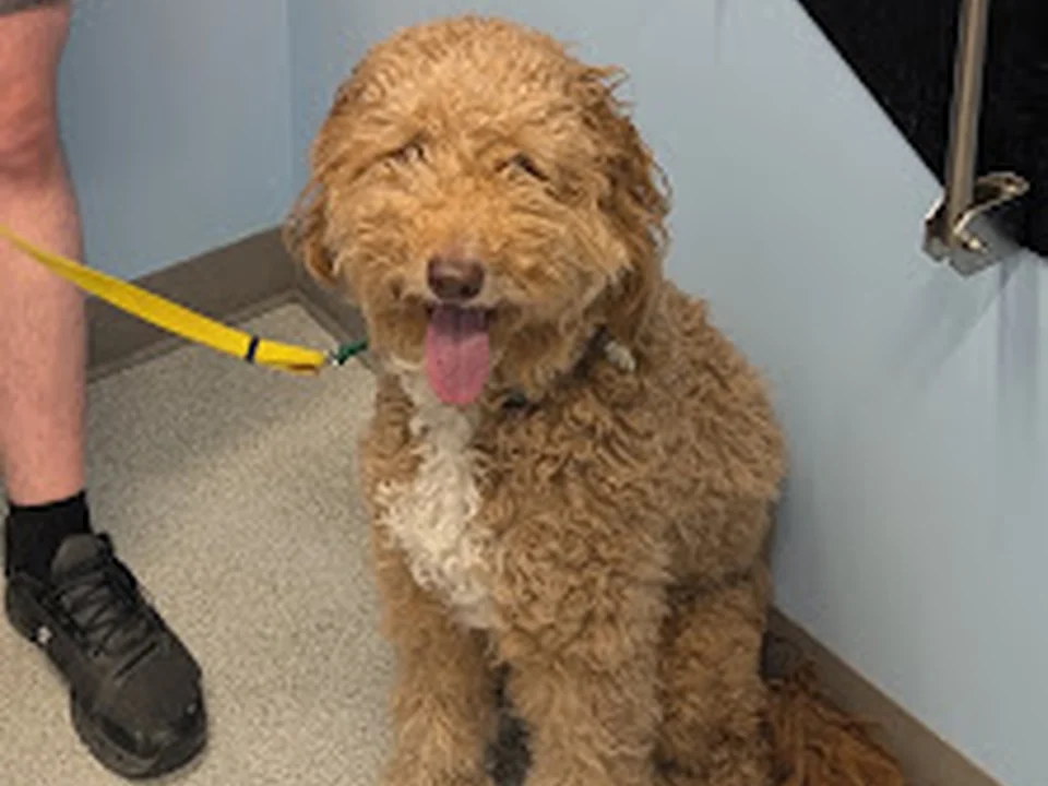RiNoVet Animal Emergency Care, Denver