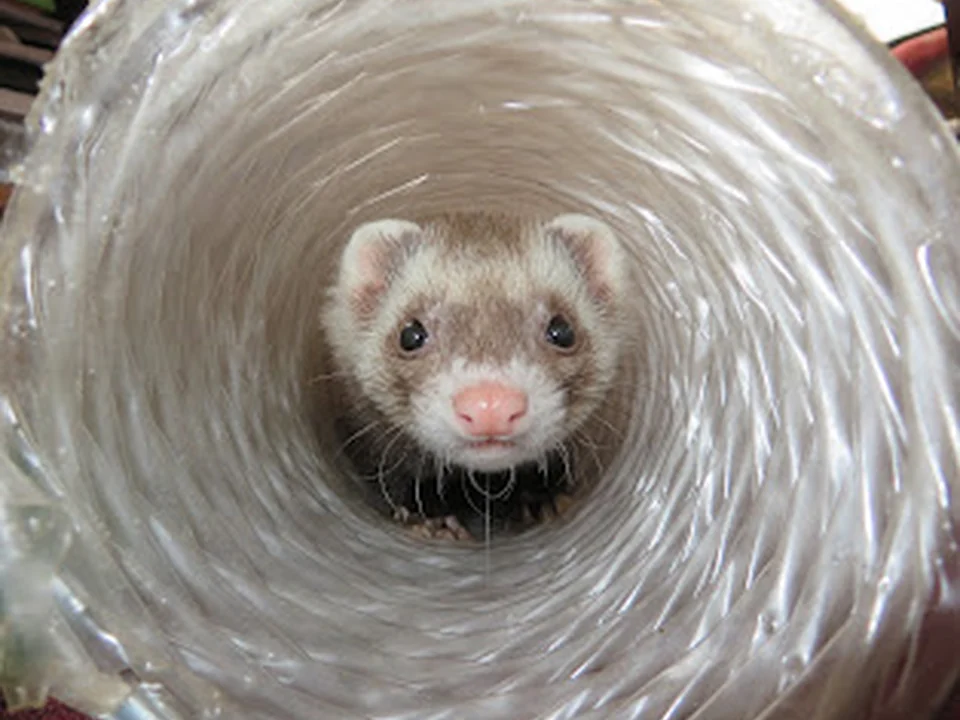 Ferret Dreams Rescue & Adoption, Denver