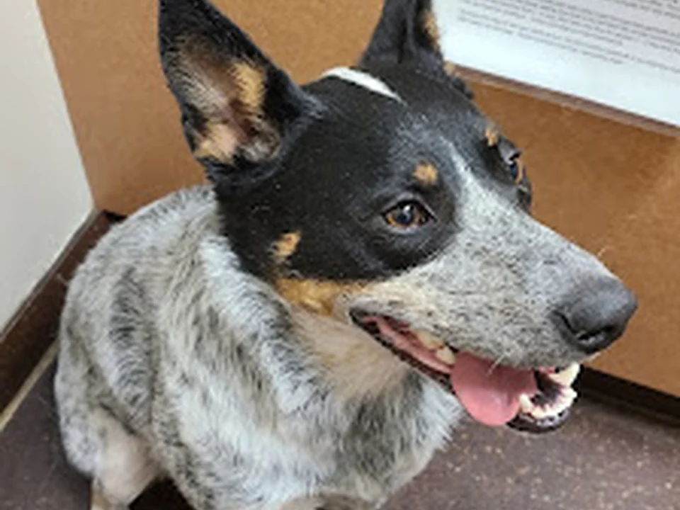 The Center for Animal Wellness, Denver