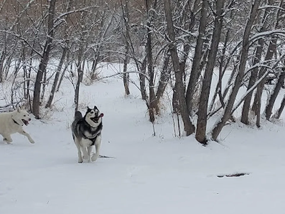 Tony Grampsas Dog Park, Denver