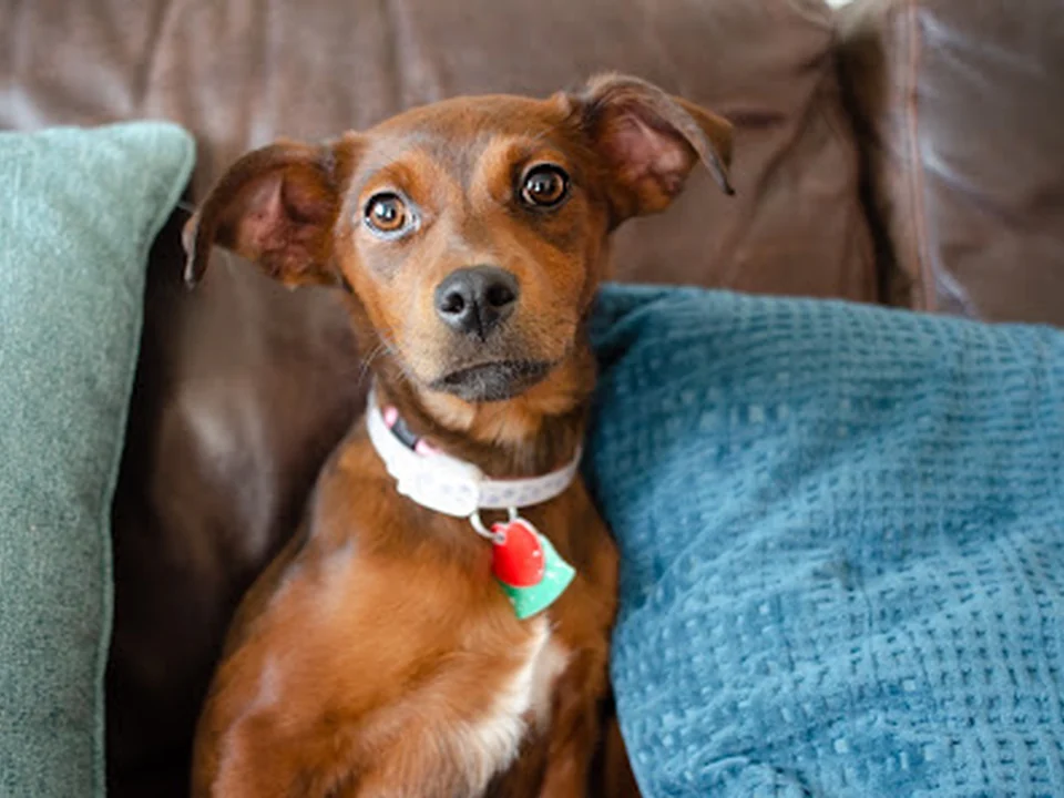 My Fairy Dawg Mother Rescue Inc., Denver