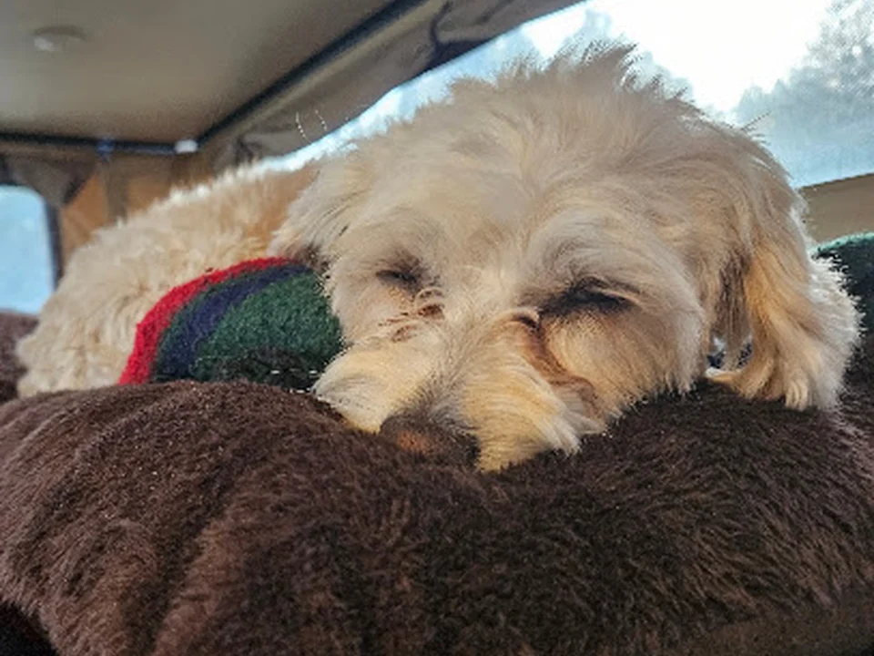 Fureverdog Rescue and Boarding, Denver