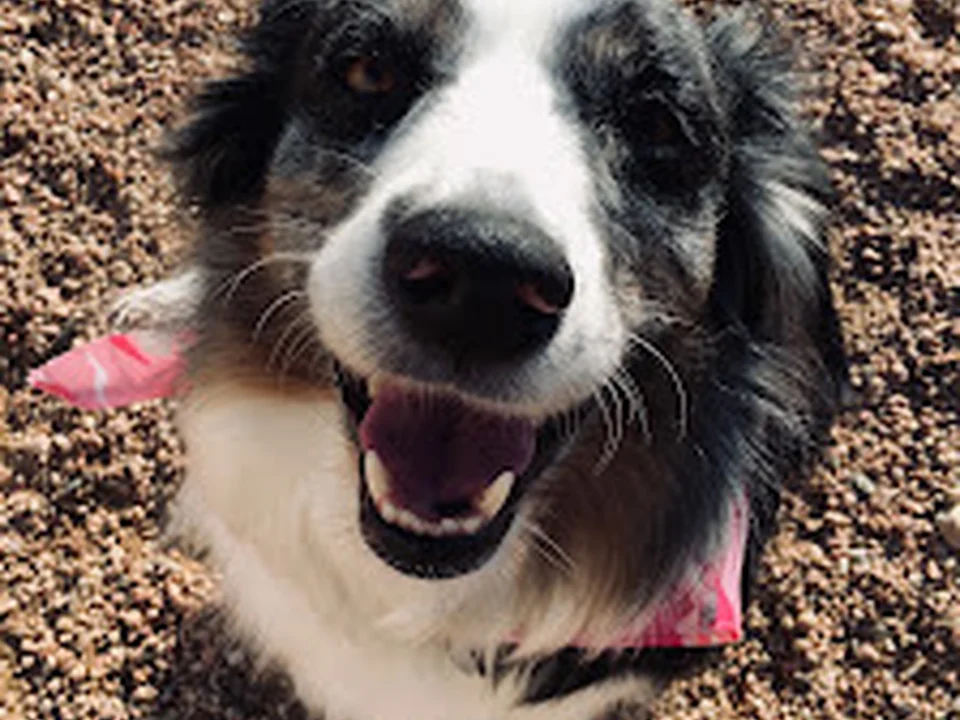 Digstown Doggie Day Care, Lodge, and Spaw, Denver