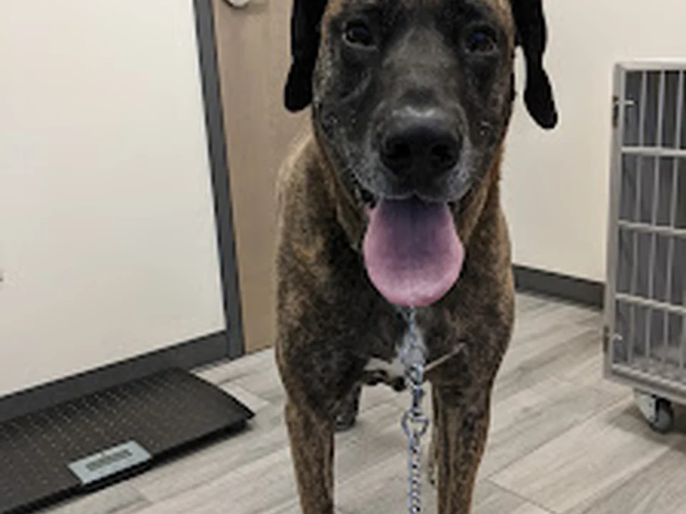 Northfield Veterinary Hospital, Denver
