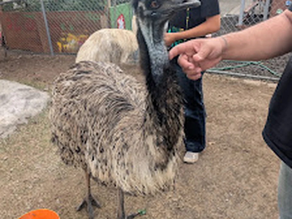 Las Preciosas Petting Zoo and Entertainment, Denver