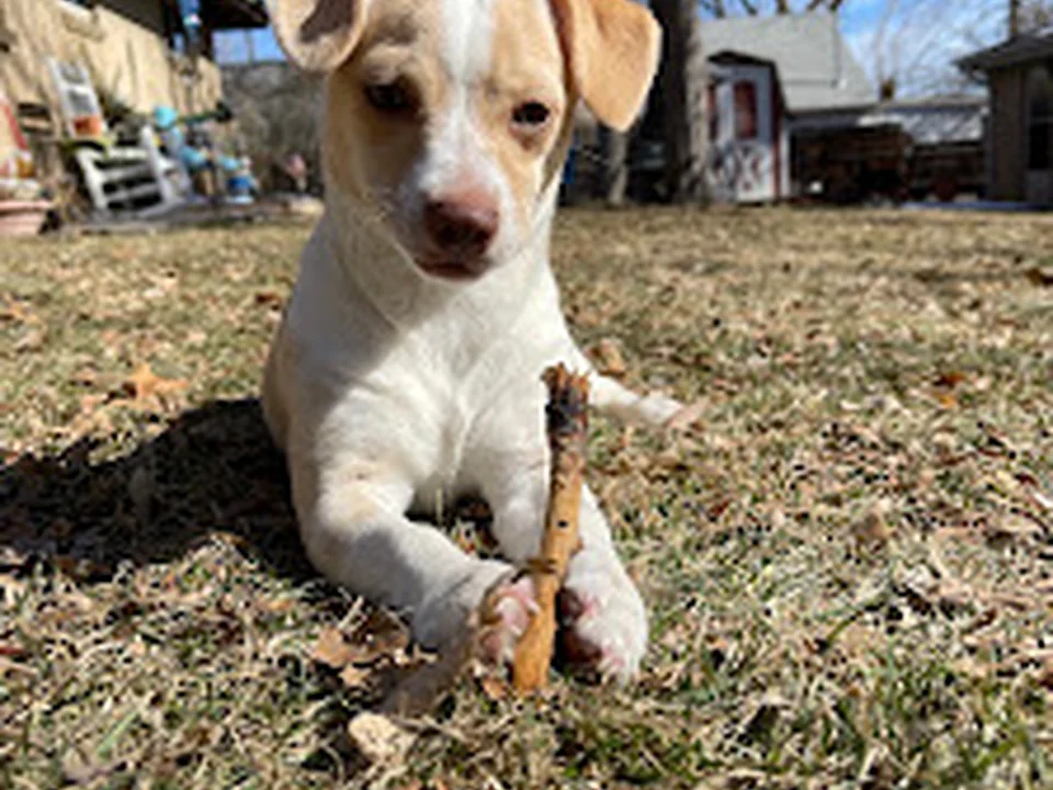 Life Is Better Rescue, Denver