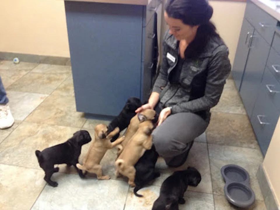 Goldsmith Veterinary Clinic, Denver