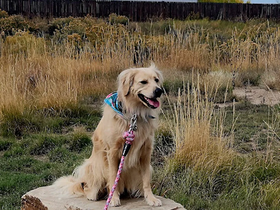 Off-Leash K9 Training - Denver