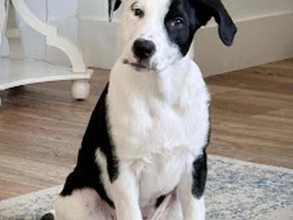 Colorado Puppy Rescue, Denver