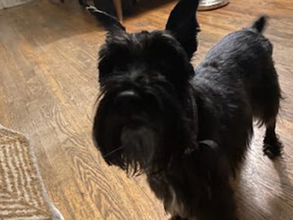 Gidgets Grooming, Denver