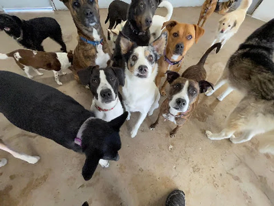 Bark and Play Denver Dog Daycare and Boarding