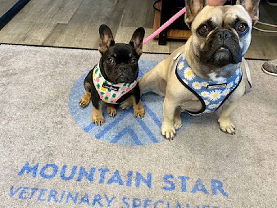 Mountain Star Veterinary Specialists, Denver