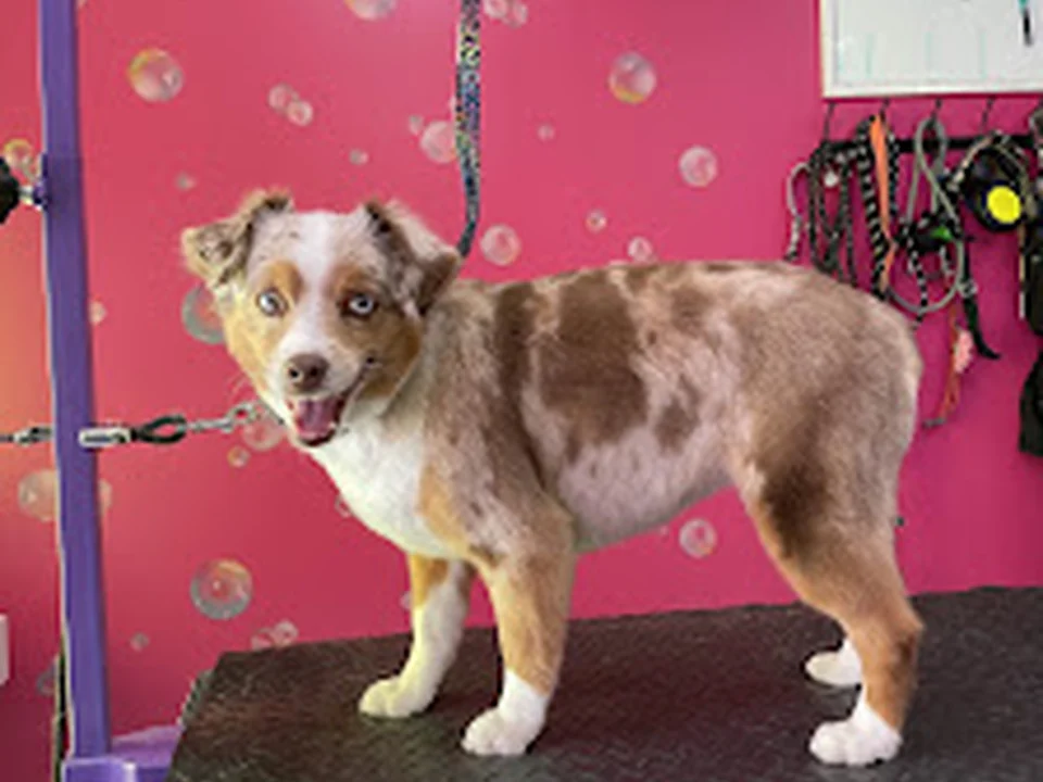 Doggy Style Salon, Denver