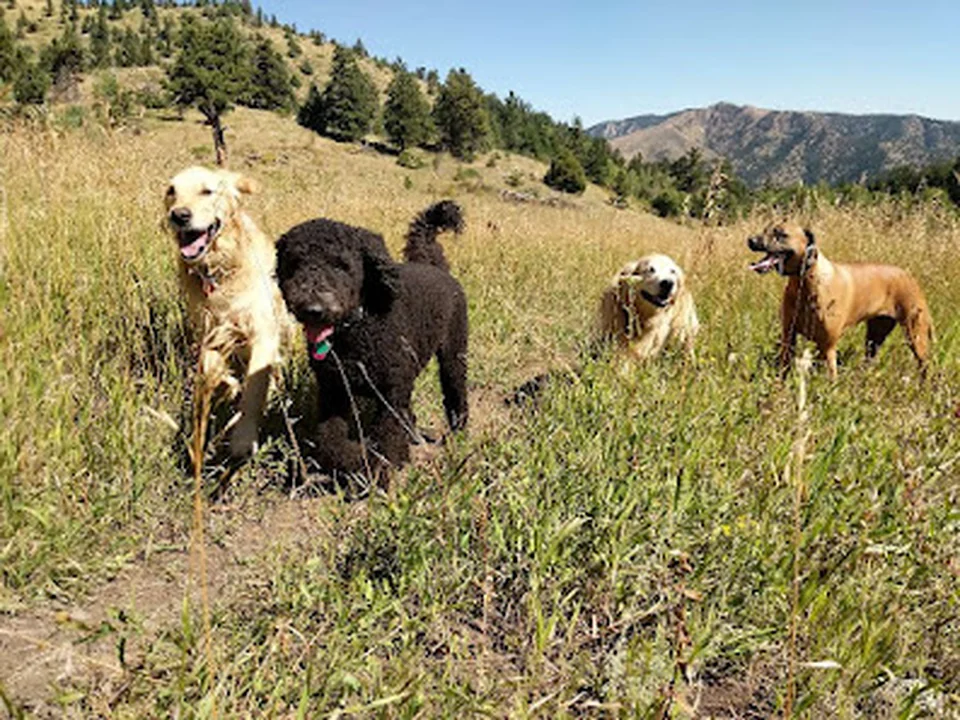 Boulder Doggie Adventures & Pet Sitting, Denver