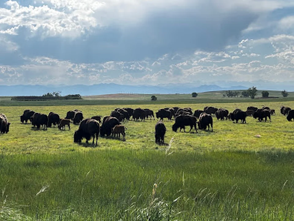 Wildlife Drive at the Rocky Mountain Arsenal, Denver