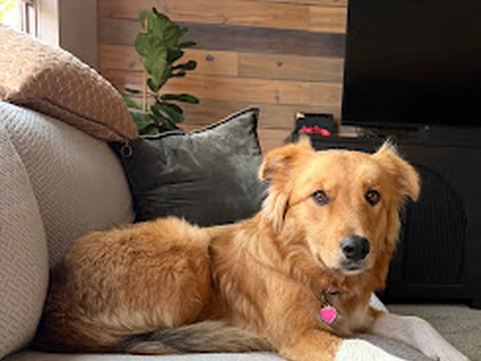 A Friend of Jack Rescue, Denver
