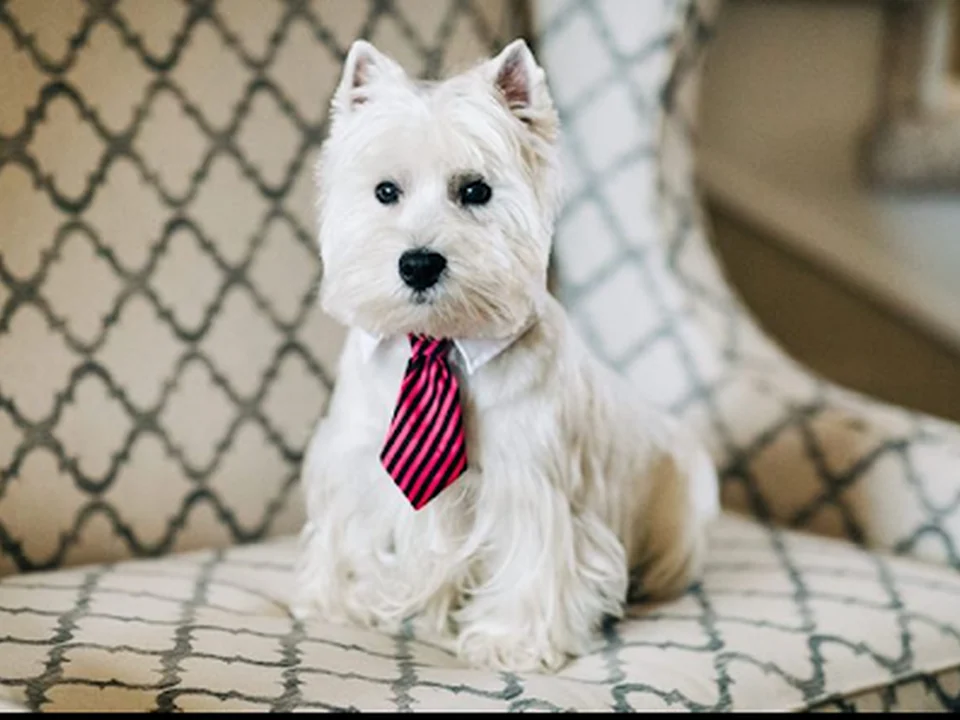 Lucky Dog Grooming, Denver