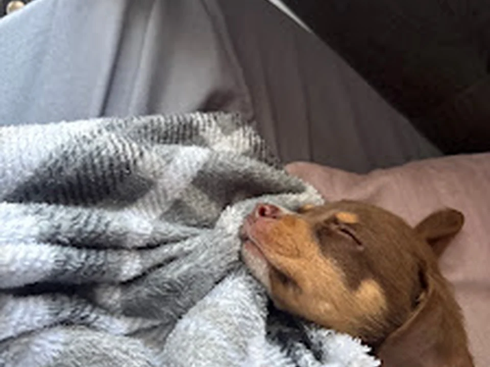 Lifeline Puppy Rescue, Denver