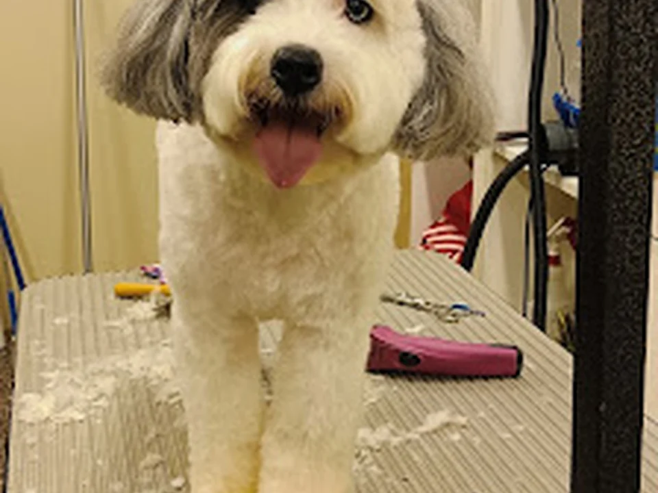 Hobnob Pet, Denver