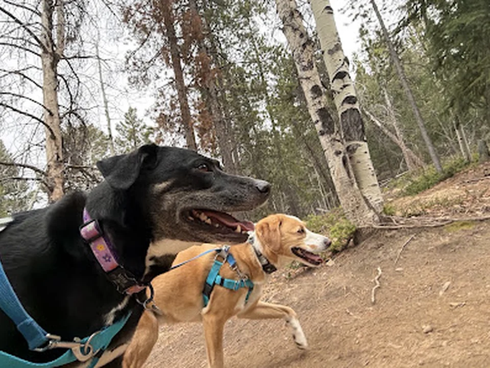 Hike Doggie Denver South