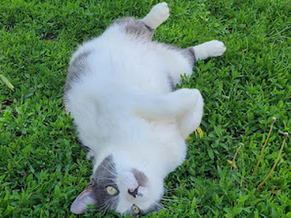 Rocky Mountain Feline Rescue, Denver