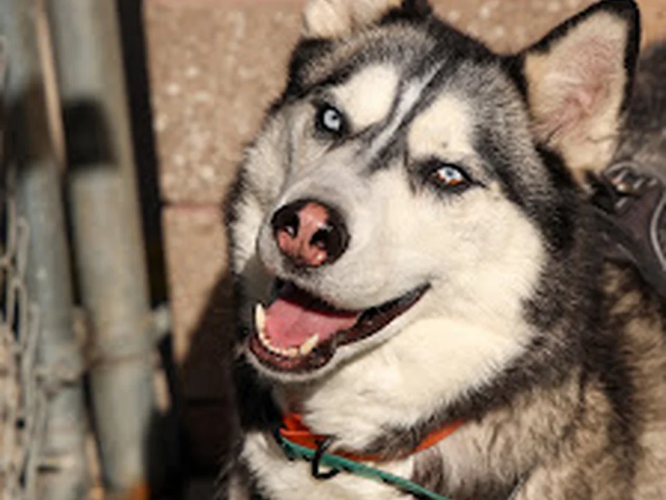 True Companions Animal Shelter & Clinic, Denver