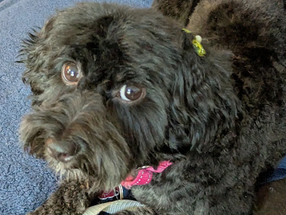 Canine Dimensions, Denver