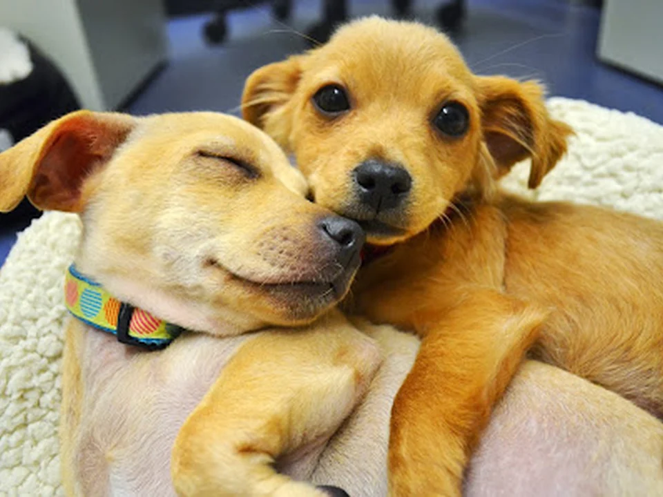 Foothills Animal Shelter, Denver