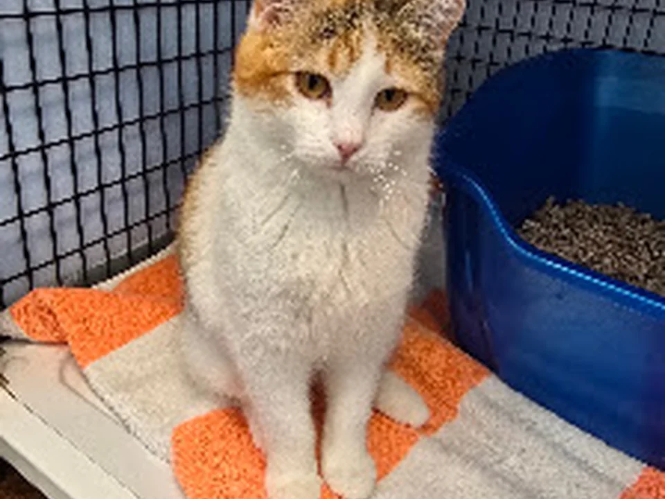 True Companions Cat Shelter, Denver