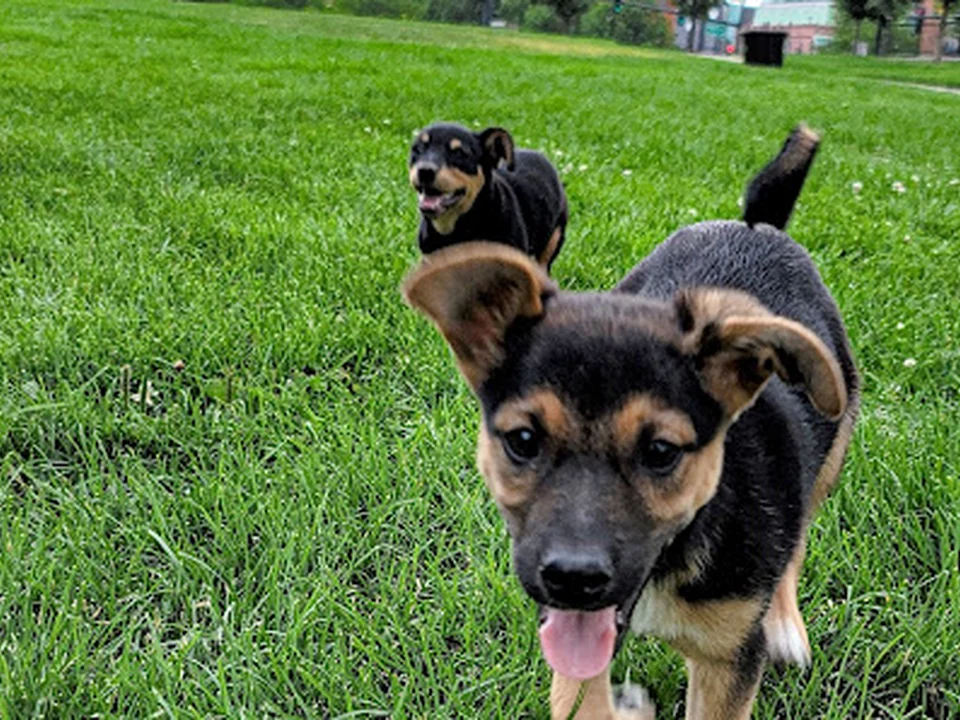 Puppy Rescue Co-Op 🐶, Denver