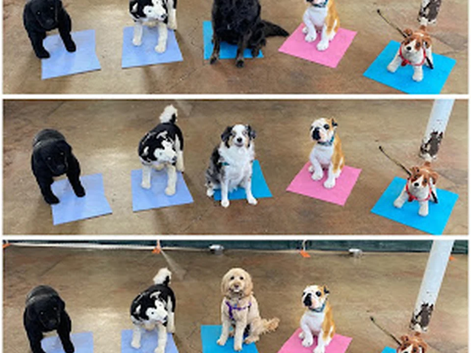 Noble Beast Dog Training, Denver