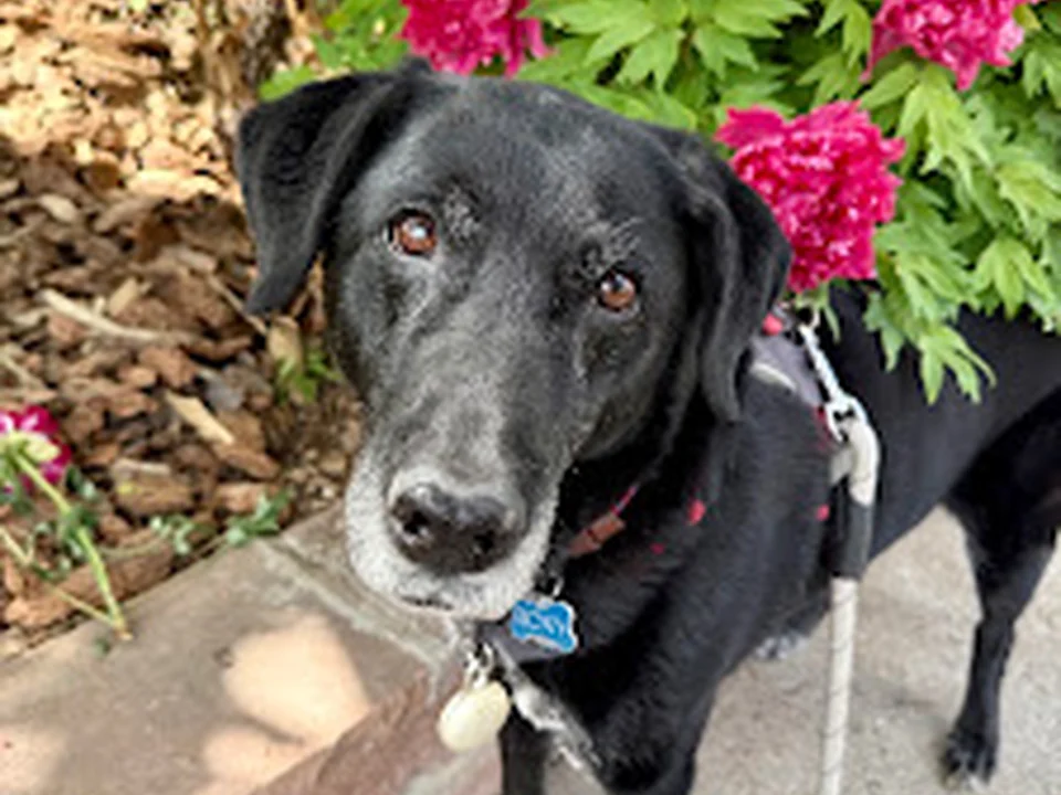 Wag Walk Repeat, Denver