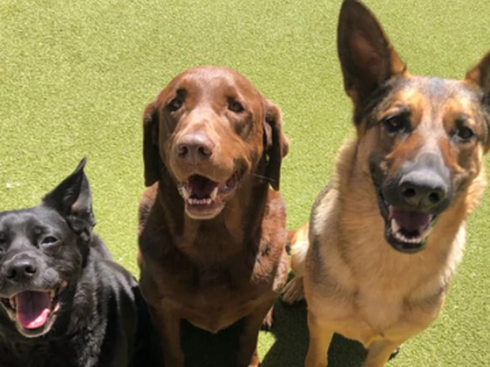 BARK! Doggie Daycare + Hotel + Spa, Denver
