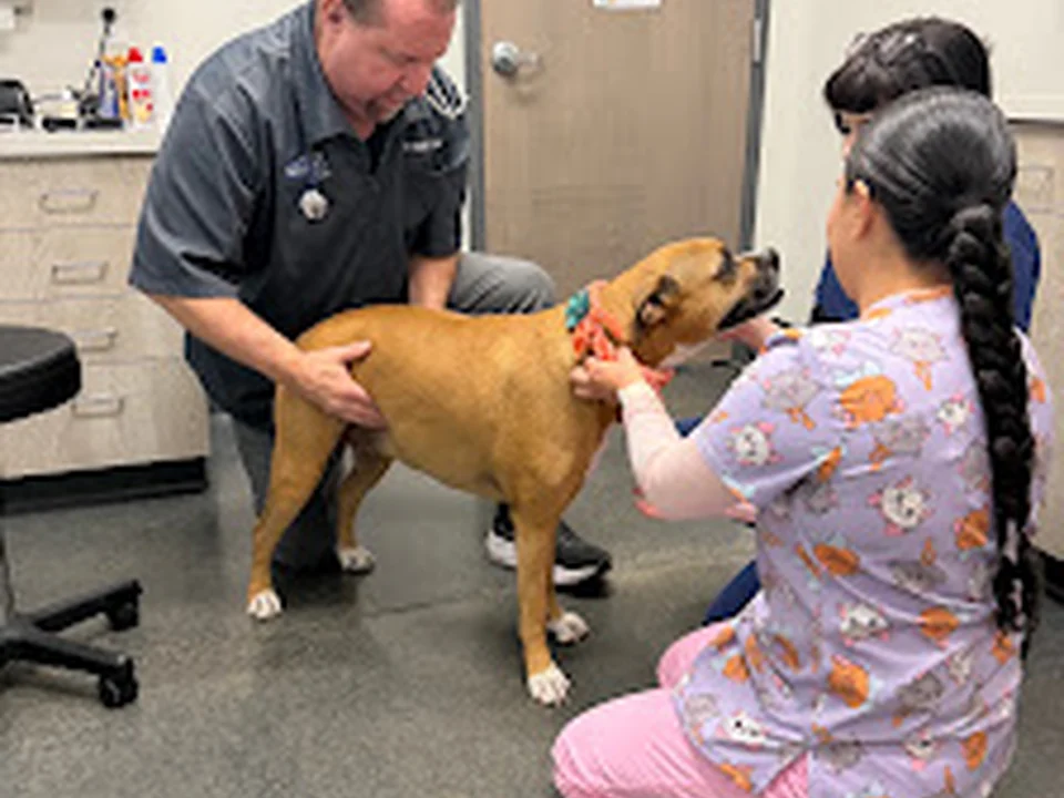 Montclair Animal Clinic, Denver